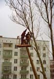 Снос,  уборка,  удаление,  спил деревьев. Обрезание веток